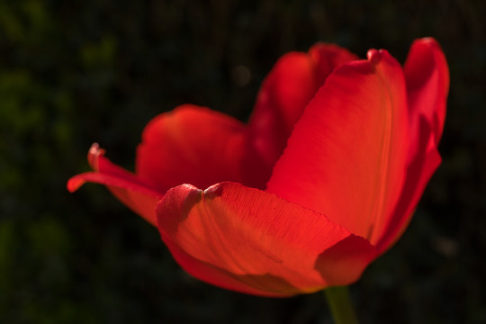 红色郁金香花冠