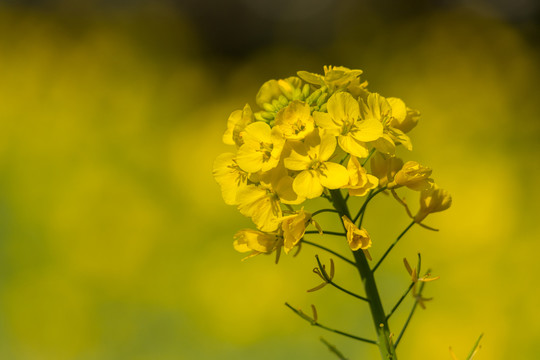 油菜花