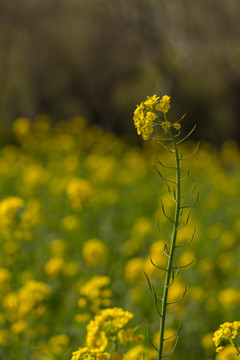 油菜花