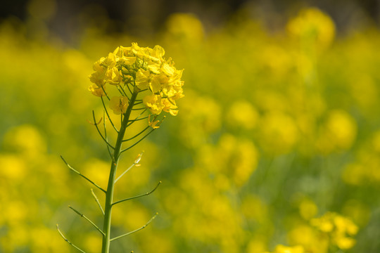 油菜花