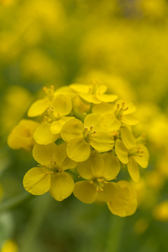 油菜花