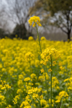 油菜花