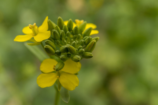 油菜花