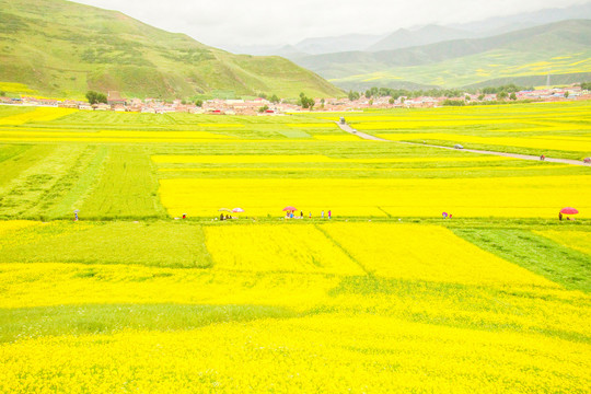 门源油菜花