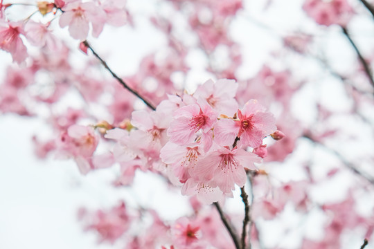 阳光樱