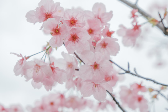 阳光樱
