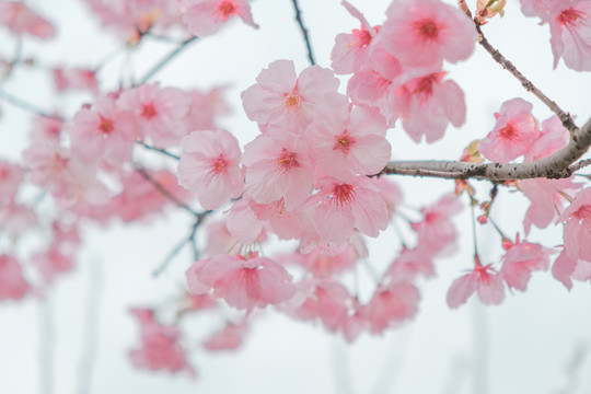 阳光樱