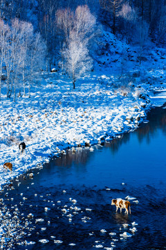 冬季河流雪地牛群