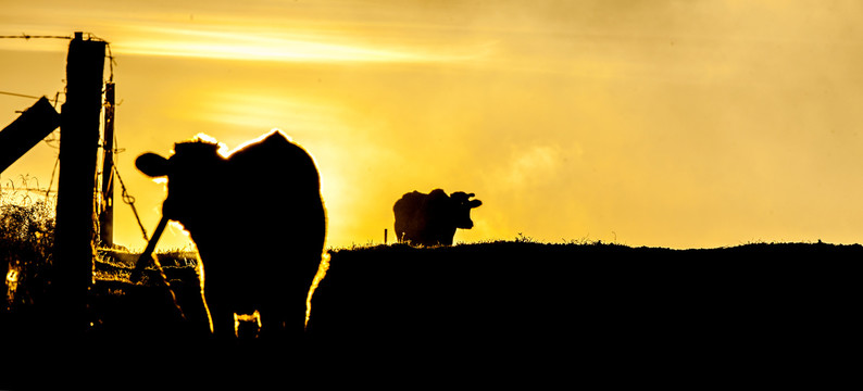 夕阳下的牛剪影