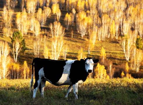白桦林里的牛