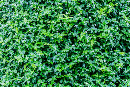 植物墙