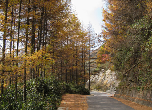 重庆市巫山县梨子坪森林公园