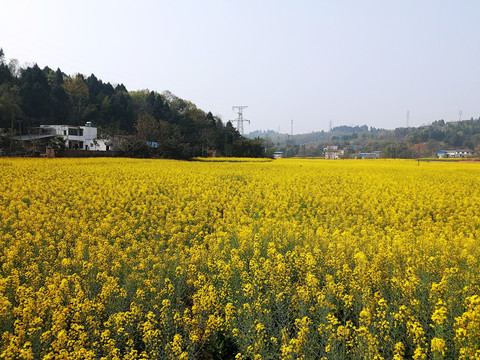 油菜花田