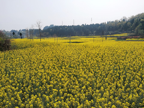 油菜花田