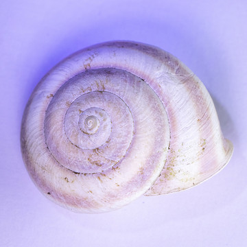 贝壳