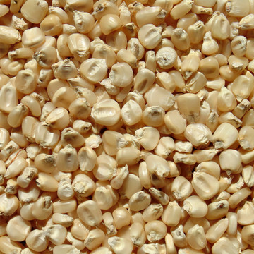白玉米粒