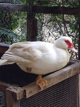 单脚站立的鸭子