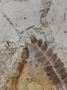 远古史前植物管状叶化石
