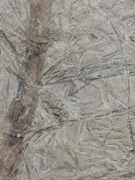 辽西古生物化石博物馆新芦木化石