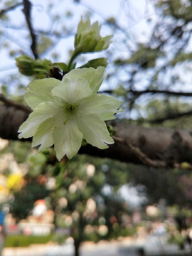 绿色樱花