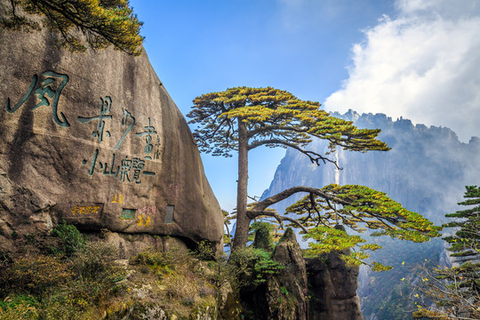 黄山迎客松