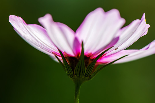 格桑花