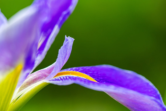 鸢尾花