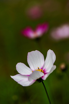 格桑花