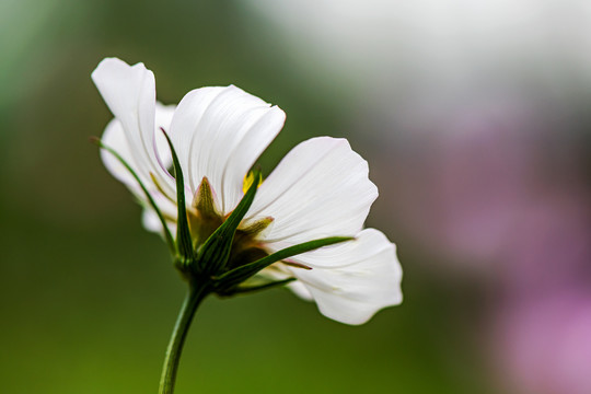 格桑花