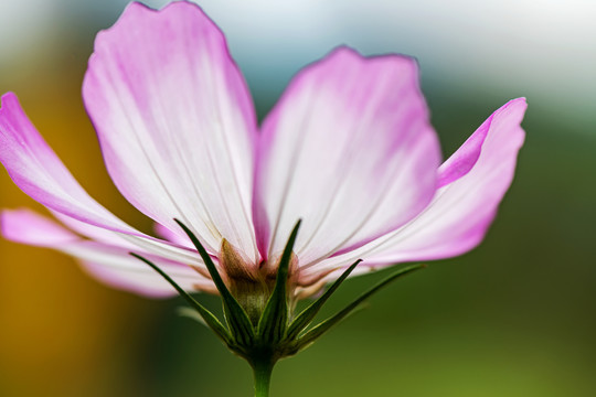 格桑花