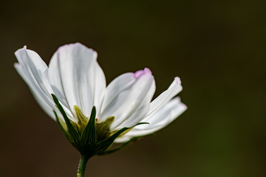 格桑花