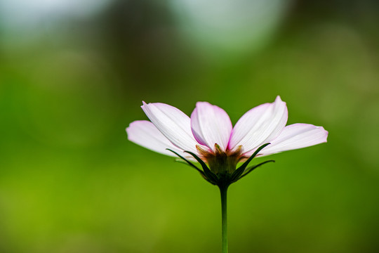 格桑花