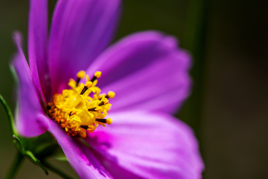 格桑花