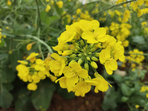 油菜花开