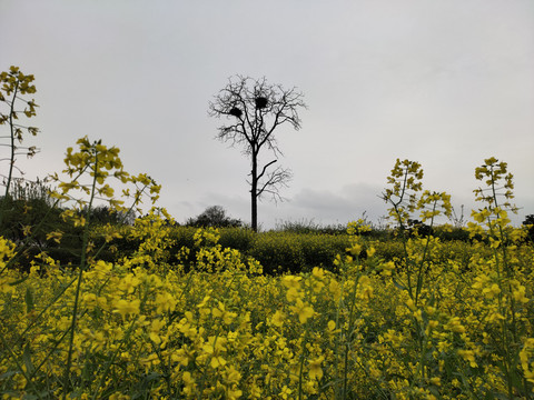 油菜花