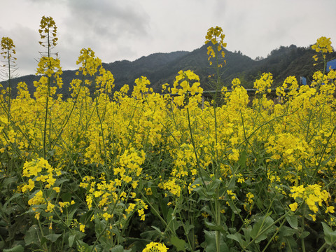 油菜花