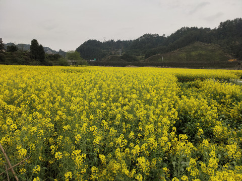 油菜花