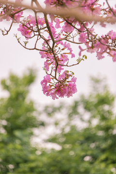 紫花风铃木