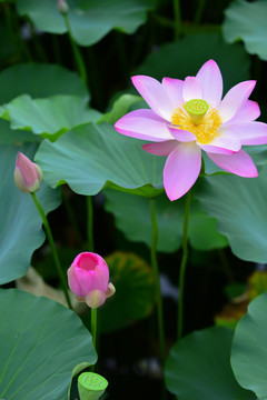 荷花特写