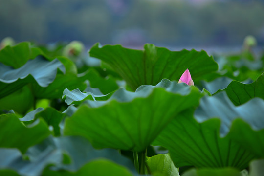 荷花