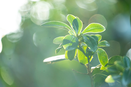 植物春夏