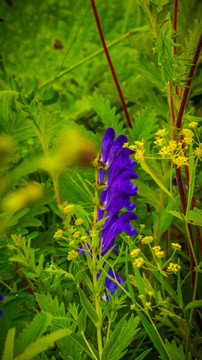 黄芩