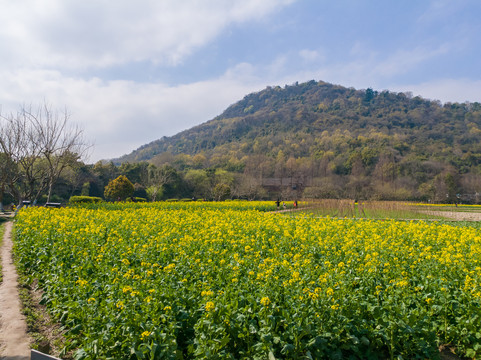 杭州八卦田油菜花开