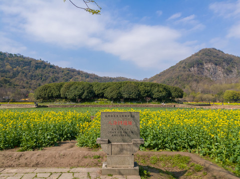 杭州八卦田油菜花开一片春色