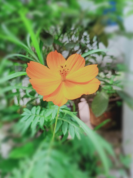 小黄花