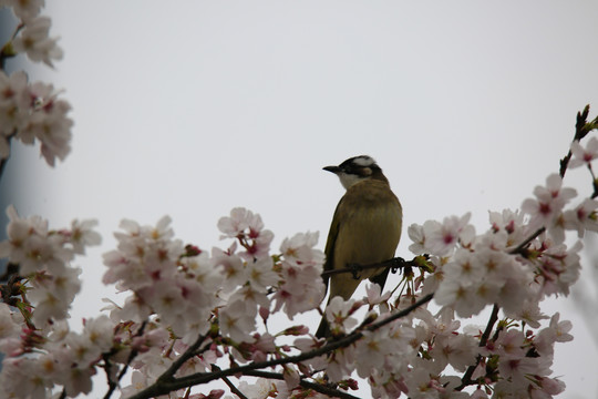 鸟樱花