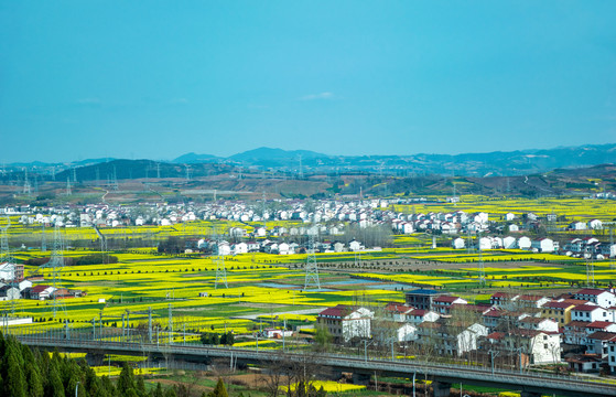 汉中油菜花田