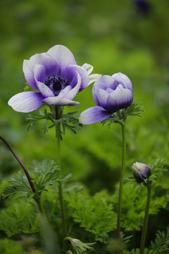 欧洲银莲花