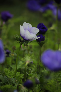 欧洲银莲花