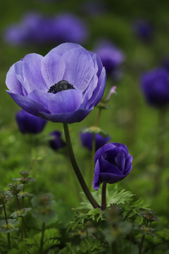 欧洲银莲花